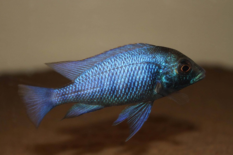 Placidochromis sp. 'phenochilus gissel' Chiofu